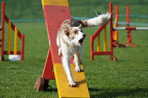 Castlereagh Agility Show Successes