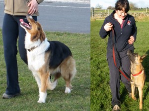 Crufts selection successes