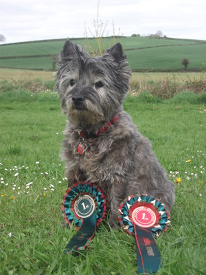 Scottish Terrier League
