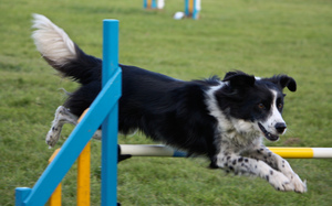Agility Training Timetable Mar - Jun 2012