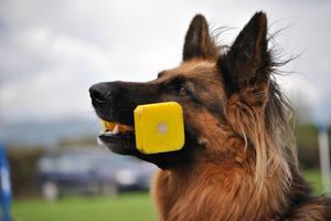  Obedience Winter League