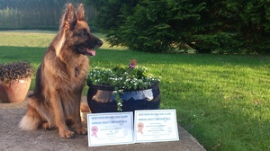 Northern Agility dog of the Year Awards