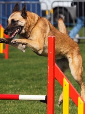Lisburn Agility Show