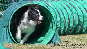 Club Trophies and Awards - Agility